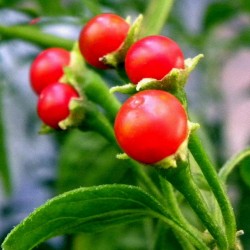 Price: €2.049999 - Bolivianische Chili-Samen ULUPICA (Capsicum cardenasii) - 