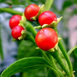 Semillas de chile boliviana ULUPICA (Capsicum cardenasii) 2.049999 - 5