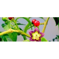 Sementes de pimentão boliviano ULUPICA (Capsicum cardenasii) 2.049999 - 2