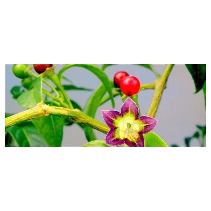Graines de piment Bolivie ULUPICA (Capsicum cardenasii)