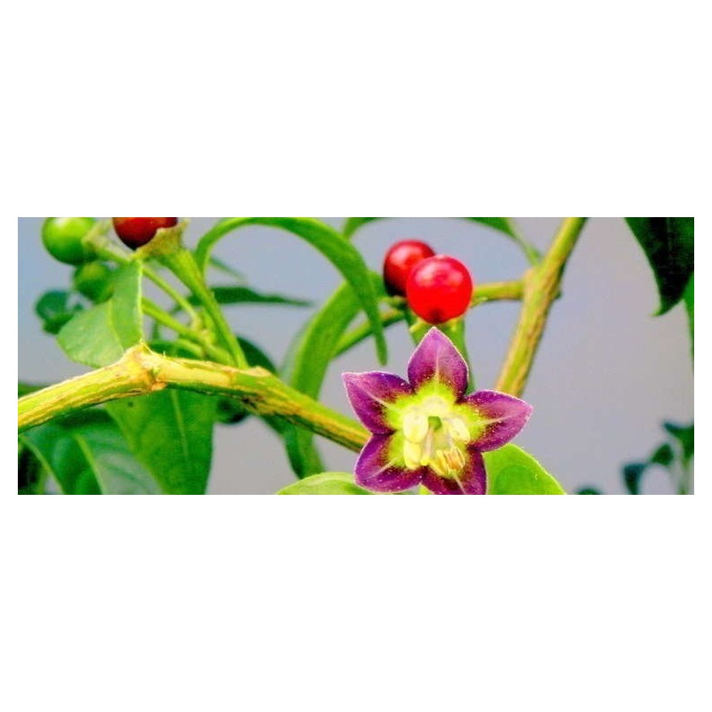 Sementes de pimentão boliviano ULUPICA (Capsicum cardenasii) | 2,05 €