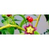 Sementes de pimentão boliviano ULUPICA (Capsicum cardenasii) | 2,05 €