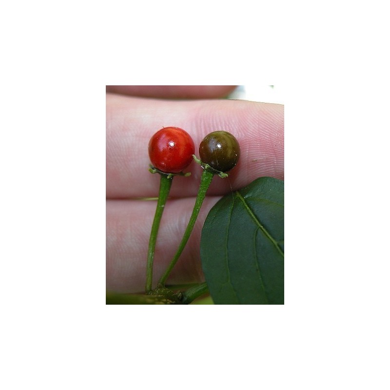 Bolivianska Chili Frö ULUPICA (Capsicum Cardenasii) | 2,05 €