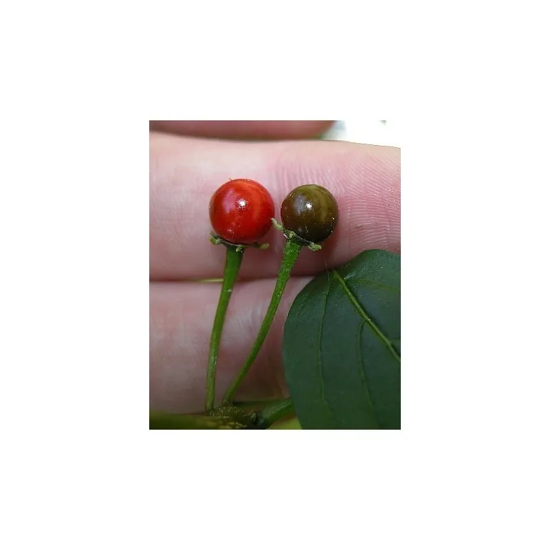 Graines de piment Bolivie ULUPICA (Capsicum cardenasii)