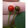 Graines de piment Bolivie ULUPICA (Capsicum cardenasii)