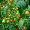 Graines de piment Bolivie ULUPICA (Capsicum cardenasii)