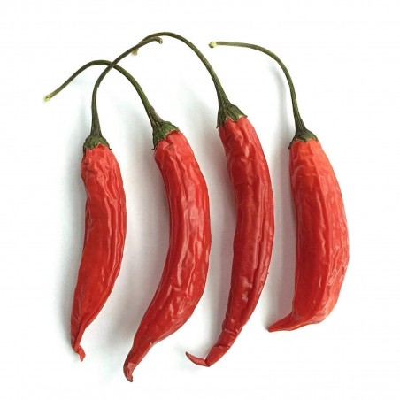 Price: €2.15 - Seme Cilija Aji Chicotillo Rojo (Capsicum pendulum) -