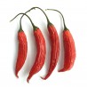 Price: €2.15 - Aji Chicotillo Rojo Chili Samen (Capsicum pendulum) - 