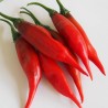 Price: €2.15 - Semi di peperoncino Aji Chicotillo Rojo (Capsicum pendulum) - 