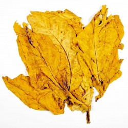 Hav. Gold Tobacco Seeds - Smooth Very Rare