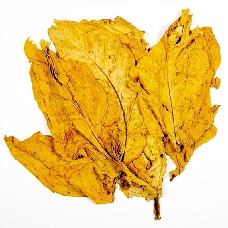 Havana Gold Tobacco Seeds