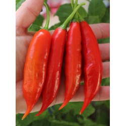 Aji Chicotillo Rojo Chili Samen (Capsicum pendulum) 2.15 - 3