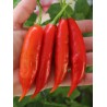Price: €2.15 - Semi di peperoncino Aji Chicotillo Rojo (Capsicum pendulum) - 