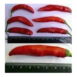 Aji Chicotillo Rojo Chili Samen (Capsicum pendulum) 2.15 - 4