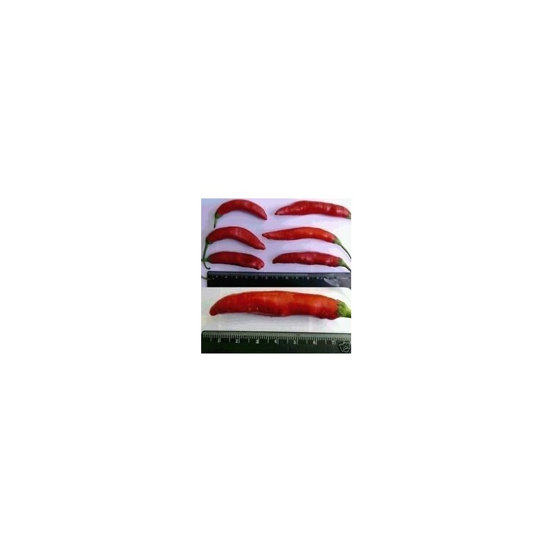 Price: €2.15 - Semi di peperoncino Aji Chicotillo Rojo (Capsicum pendulum) - 
