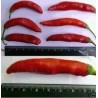 Price: €2.15 - Semi di peperoncino Aji Chicotillo Rojo (Capsicum pendulum) - 