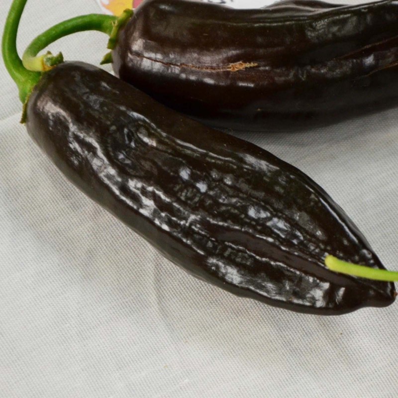 Semințe de chili negru peruvian Aji Panca (Capsicum baccatum)