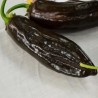 Price: €1.95 - Aji Panca Περουβιανές Τσίλι Σπόροι - Seeds Gallery