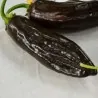 Aji Panca Peruaans Zwarte Chili Zaden