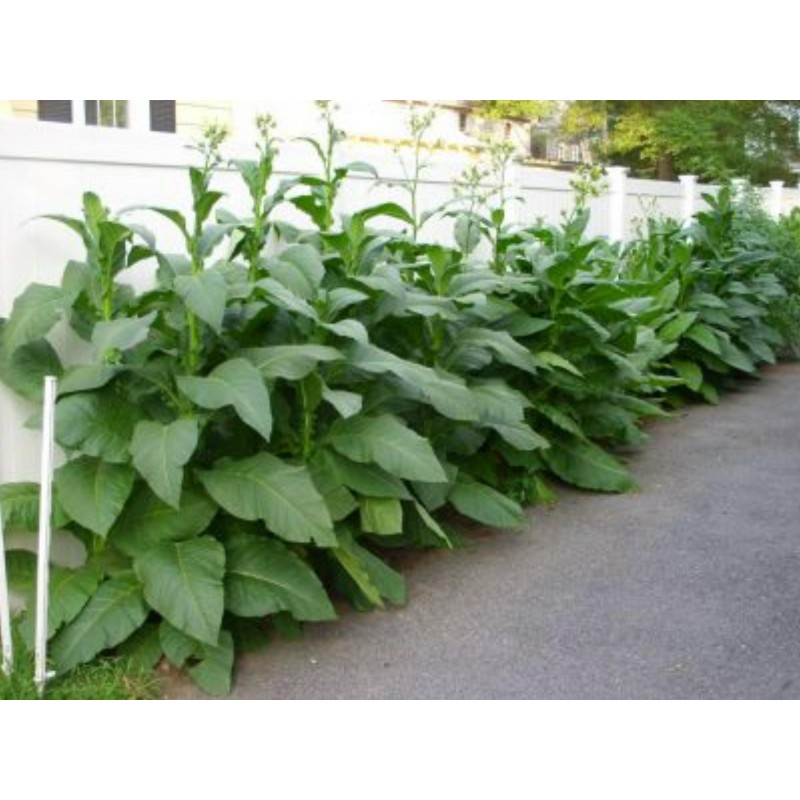 Havana Gold Tabak-Samen