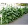 Havana Gold Tobacco Seeds
