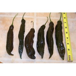 Ají Panca Peruvian Chili Seeds (Capsicum baccatum) 1.65 - 2
