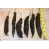 Semi di peperoncino peruviano Ají Panca