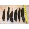 Semințe de chili negru peruvian Aji Panca (Capsicum baccatum)