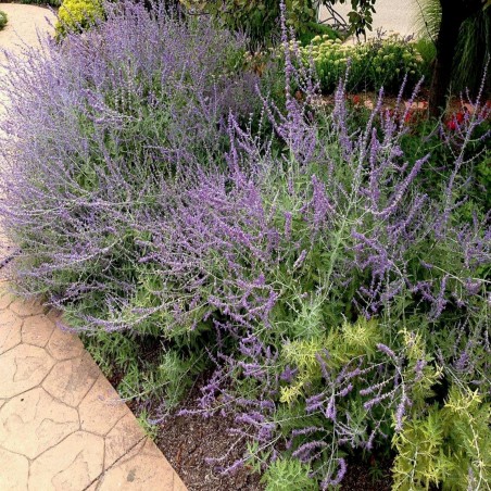 Price: €1.95 - Sementes de Salvia, Salva -