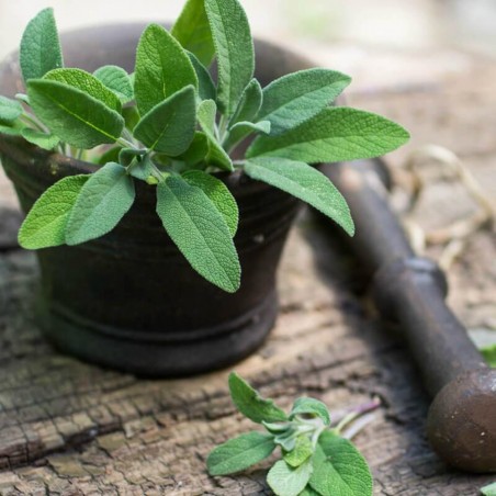 Price: €1.95 - Especias de salvia (Salvia officinalis) -