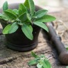 Price: €1.95 - Epices de sauge  (Salvia officinalis) - 