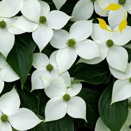 Semillas de Conejo Del Japon (Cornus kousa)