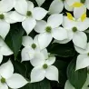 Semillas de Conejo Del Japon (Cornus kousa)