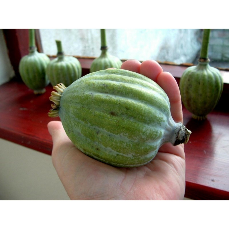 Price: €3.5 - 1000 à 10000 Graines de Pavot somnifère ou Pavot à opium - Seeds Gallery
