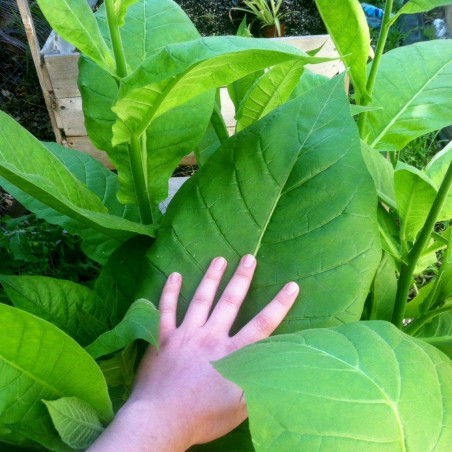 Duvan Seme ''Virginia Gold Tobacco'' 1.75 - 1