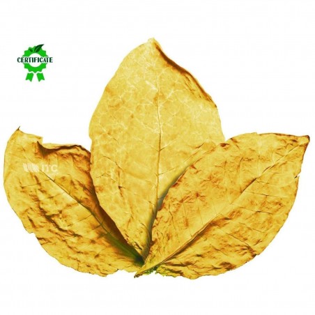 Virginia Gold Tobacco Seeds 1.75 - 2