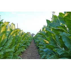 Graines de tabac Virginia Gold 1.75 - 3