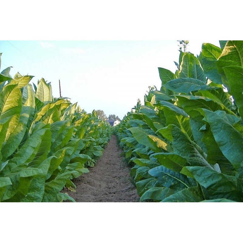 Virginia Gold Tobacco Seeds 1.75 - 3