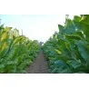 Duvan Seme Virginia Gold Tobacco