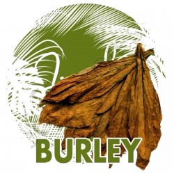 Burley Tabak Samen (Nicotiana tabacum) 1.95 - 1