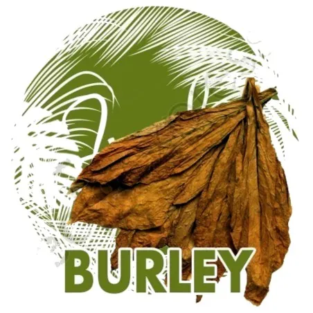 Sementes Burley Tobaco cacau como aroma
