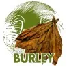 Graines de Tabac Burley arôme de cacao