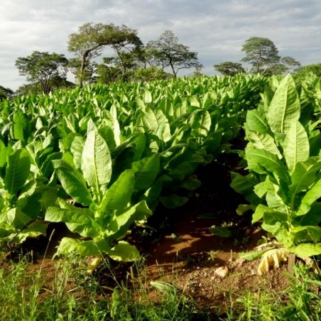 Price: €1.95 - Sementes Burley Tobaco cacau como aroma -