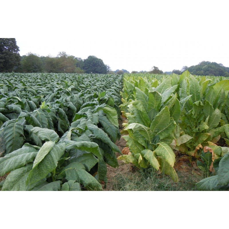 Price: €1.95 - Sementes Burley Tobaco cacau como aroma - 
