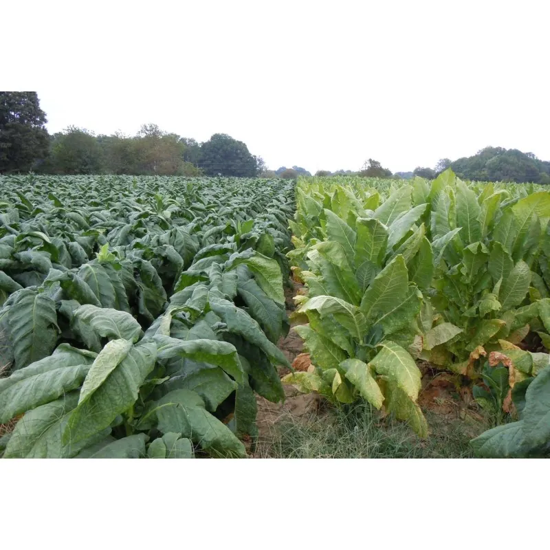 Semillas de Tabaco Burley aroma de cacao