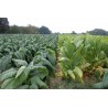 Price: €1.95 - Sementes Burley Tobaco cacau como aroma - 