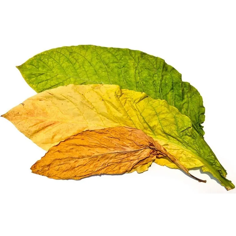 Graines de Tobacco Samsoun Orient