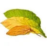 Graines de Tobacco Samsoun Orient