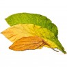 Price: €1.75 - Tabaksamen Samsoun Orient - 