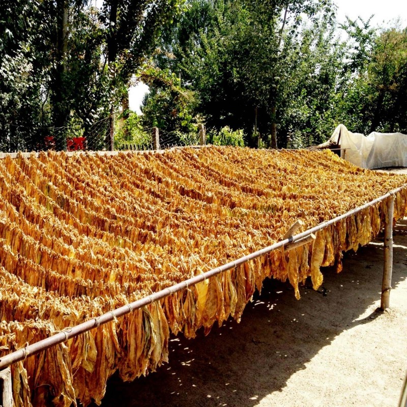 Tobaksfrön Samsoun Orient